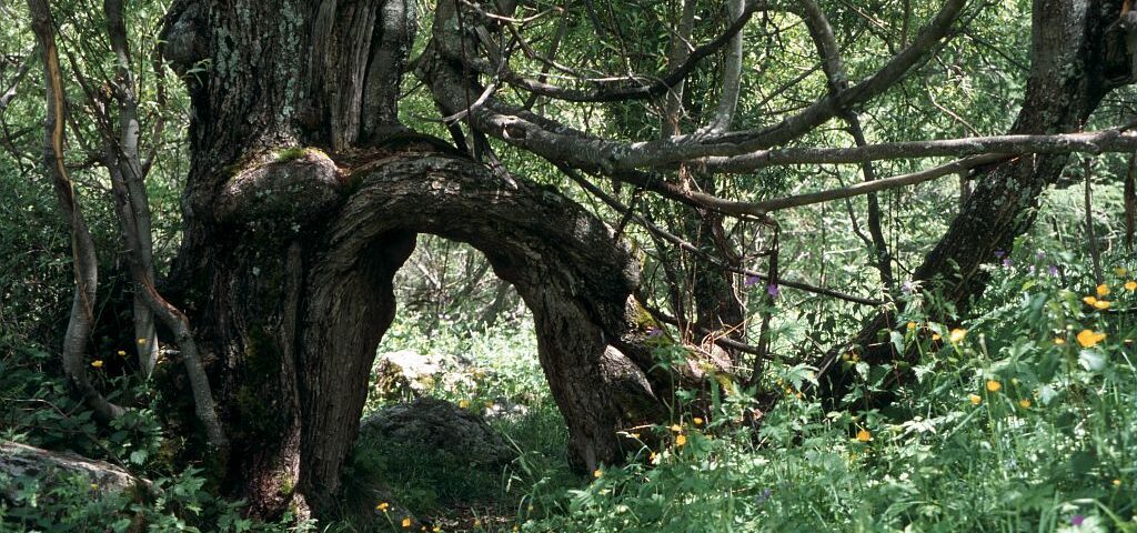 Arbre remarquable dans le vallon du Tourond