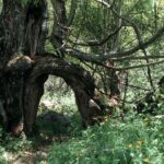 Arbre remarquable dans le vallon du Tourond