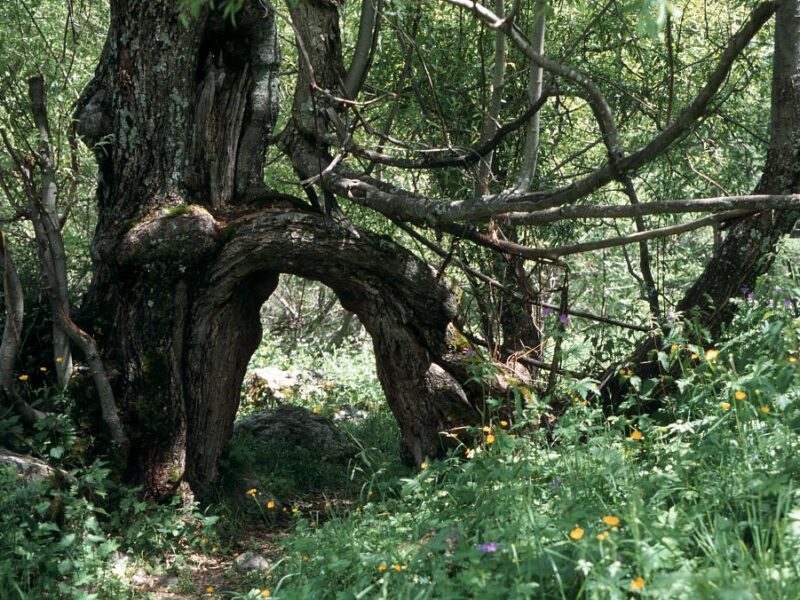 Arbre remarquable dans le vallon du Tourond