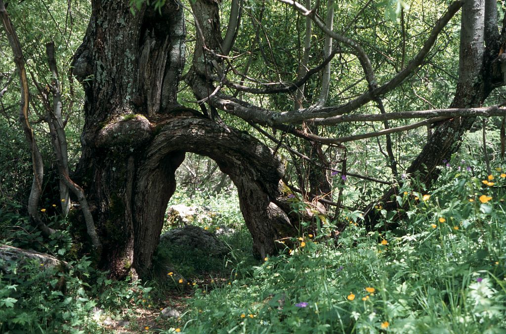 Arbre remarquable dans le vallon du Tourond