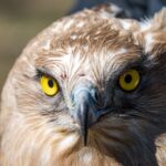 Laché d'un circaète jean-le-blanc par Michel Phisel, gros plan - Mireille Coulon - Parc national des Ecrins